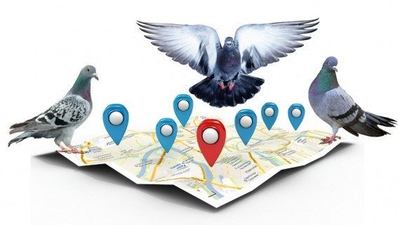 الگوریتم کبوتر گوگل ترفندی برای جستجوی مکانی